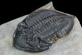 Zlichovaspis Trilobite With Healed Injury #125272-2